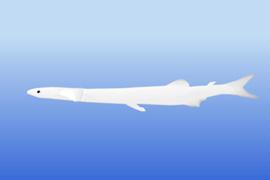 뱅어  (학명 : Salangichthys microdon )